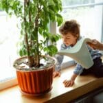 3 plantas de interior mais perigosas para manter em casas com crianças pequenas