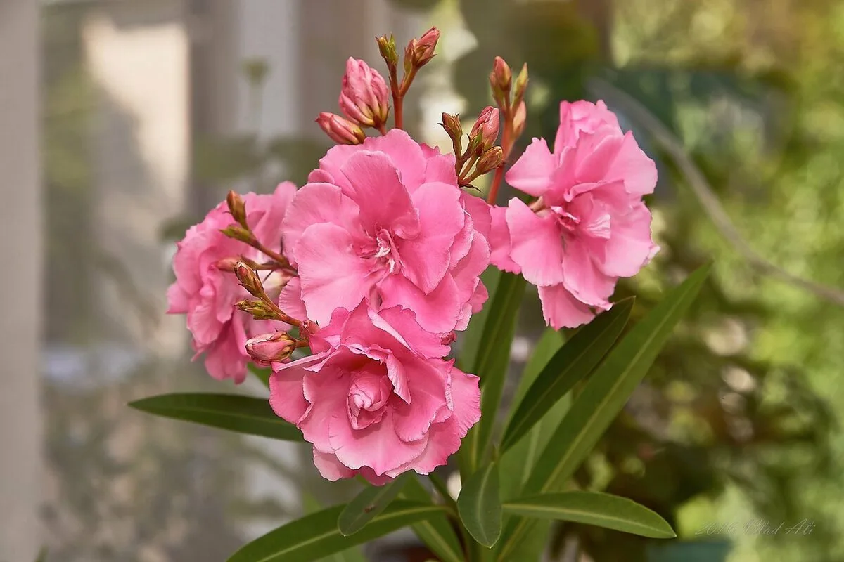 3 plantas de interior mais perigosas para manter em casas com crianças pequenas