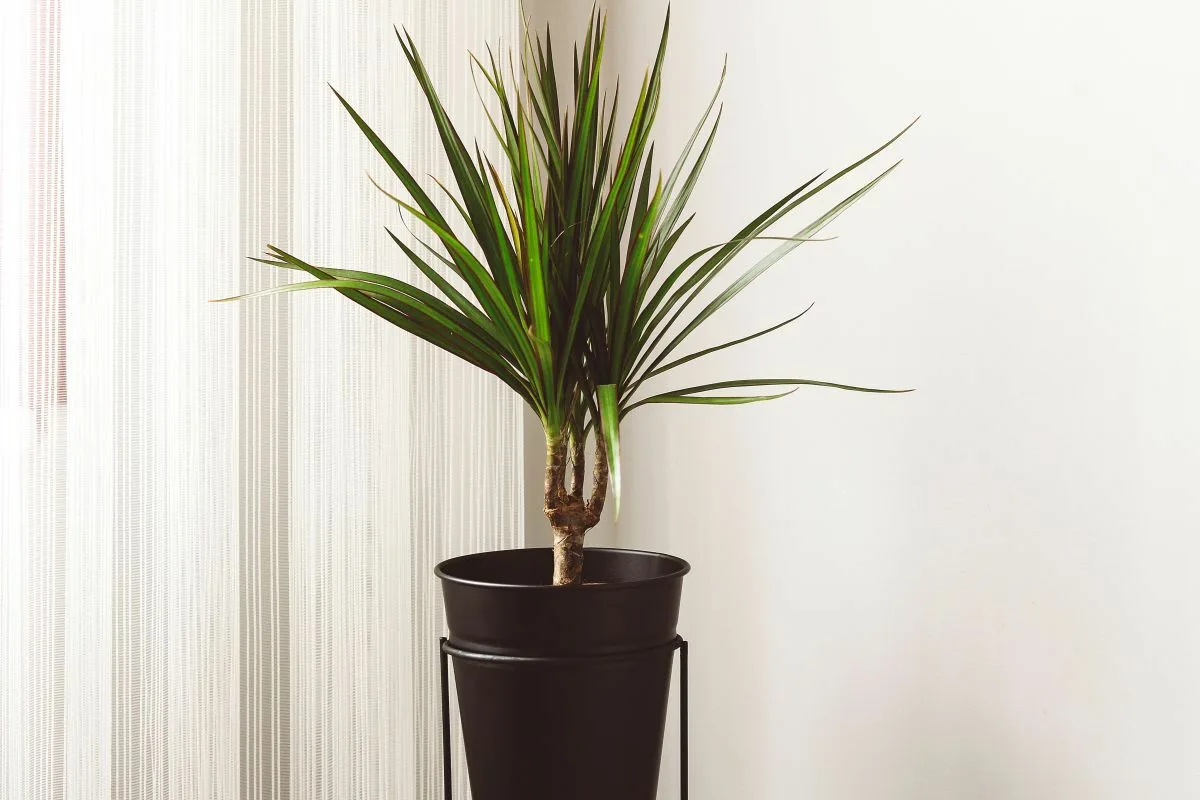 3 plantas XL para transformar sua sala de estar com estilo e sofisticação