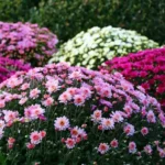 5 Erros a Evitar ao Cultivar Crisântemos para um Jardim Vibrante