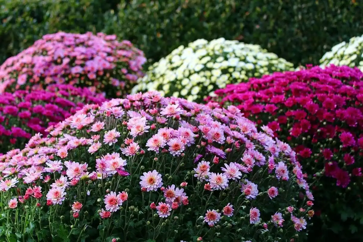 5 Erros a Evitar ao Cultivar Crisântemos para um Jardim Vibrante