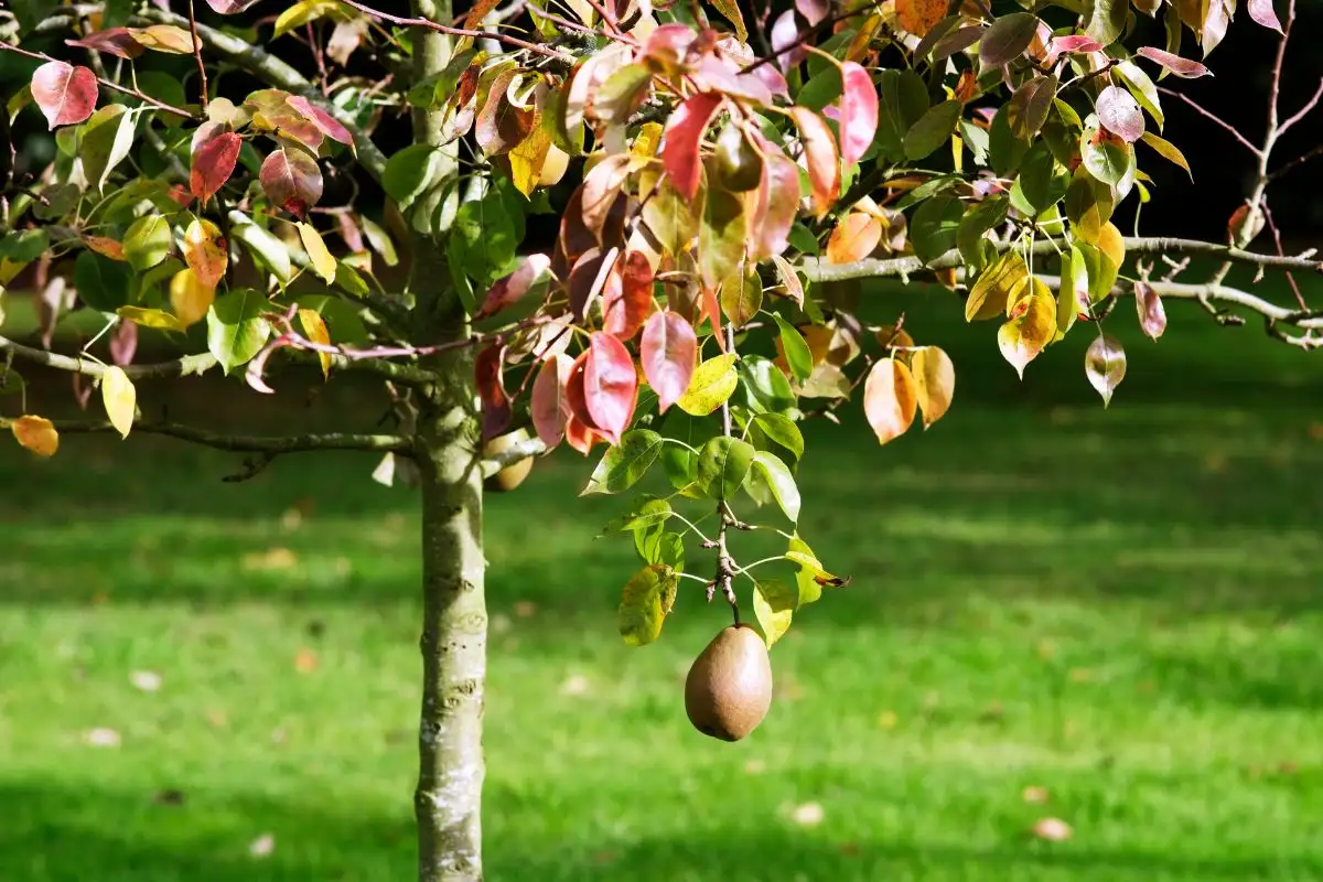 5 Plantas que Devem Ser Podadas no Outono para um Jardim Exuberante na Primavera