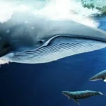 Baleias e Golfinhos, Aliados Contra as Mudanças Climáticas: O Papel Chave que Desempenham nos Oceanos