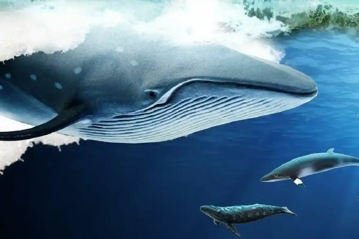 Baleias e Golfinhos, Aliados Contra as Mudanças Climáticas: O Papel Chave que Desempenham nos Oceanos