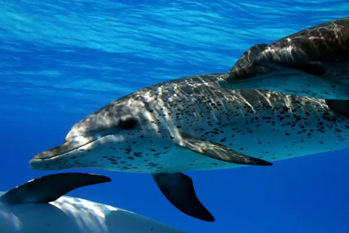 Baleias e Golfinhos, Aliados Contra as Mudanças Climáticas: O Papel Chave que Desempenham nos Oceanos