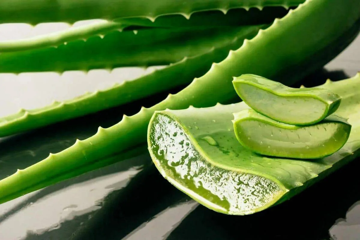 Transforme o seu cabelo com Aloe Vera: o segredo natural definitivo