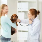 Com que frequência deve levar o seu animal de estimação ao veterinário?