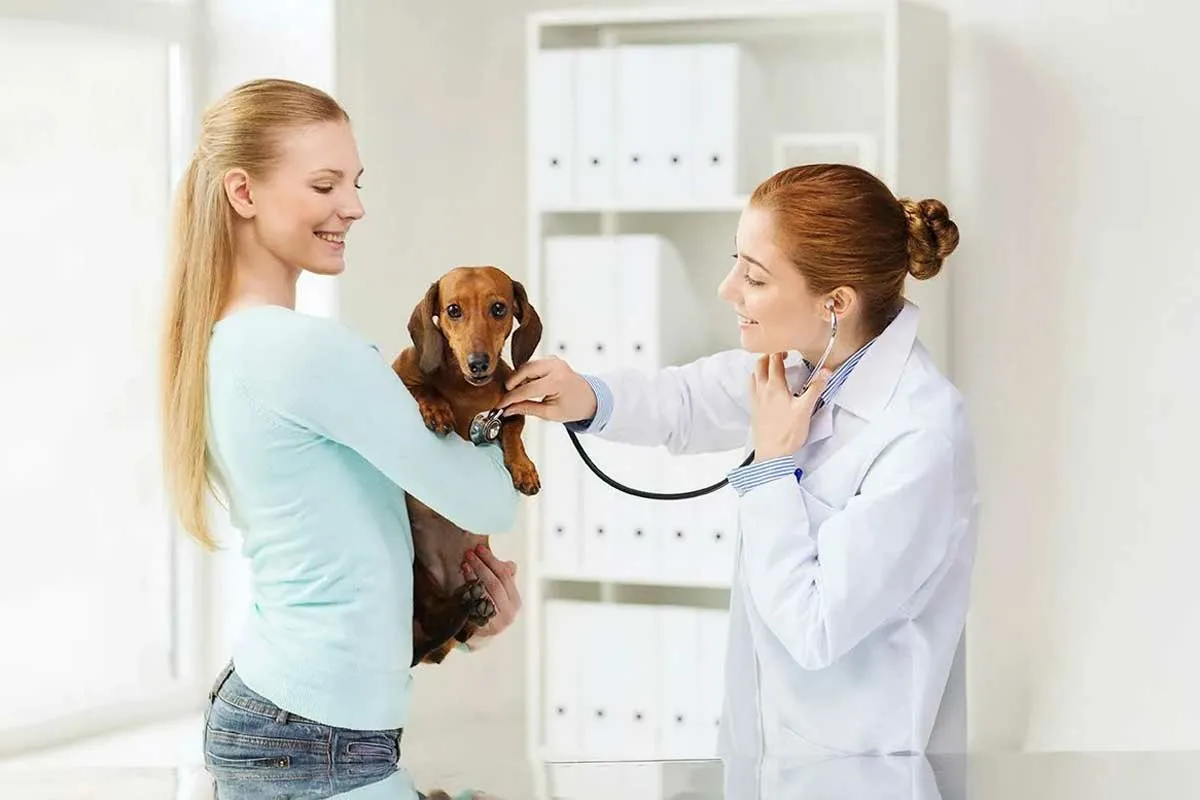 Com que frequência deve levar o seu animal de estimação ao veterinário?