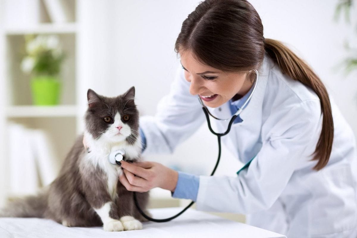 Com que frequência deve levar o seu animal de estimação ao veterinário?