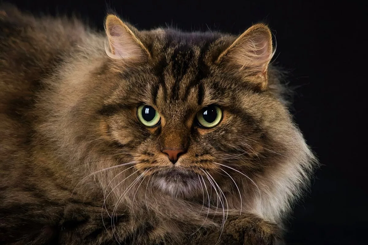 Qual animal de estimação escolher se você tem tendência a alergias?