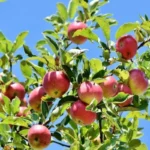 A única árvore frutífera que deve podar em setembro para obter uma colheita abundante