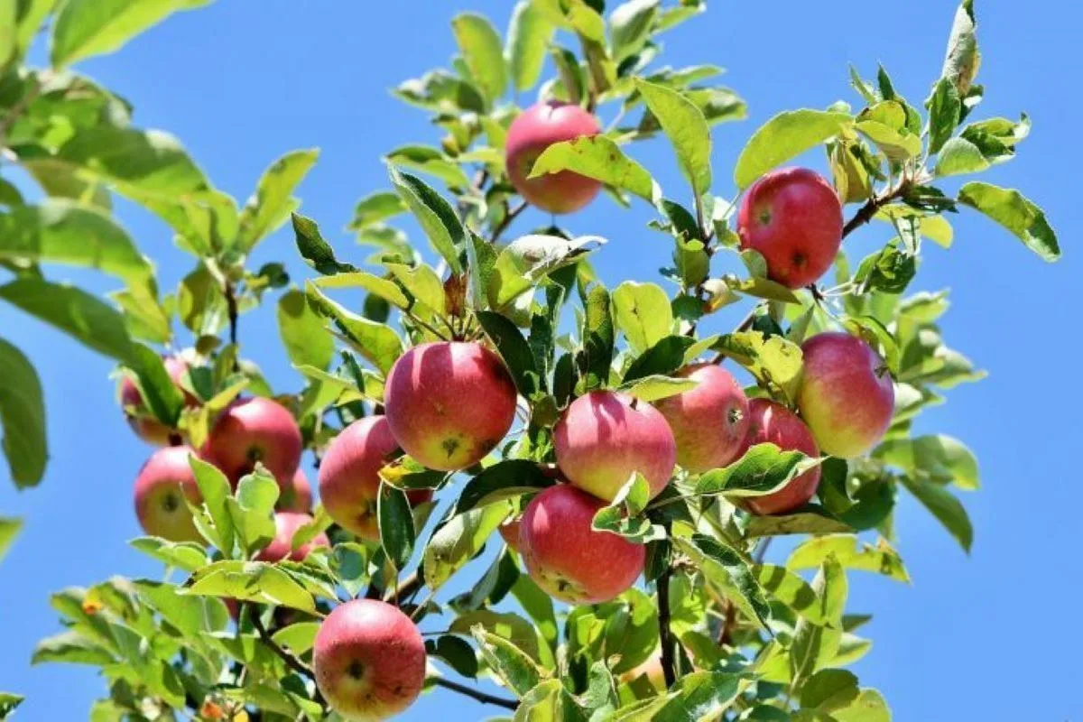 A única árvore frutífera que deve podar em setembro para obter uma colheita abundante
