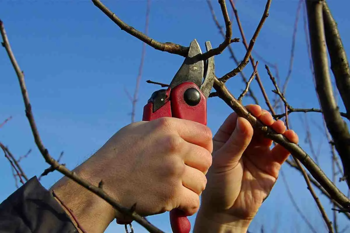 A única árvore frutífera que deve podar em setembro para obter uma colheita abundante