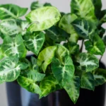 Conheça a planta Arrowhead: a beleza de baixa manutenção que ofusca o pothos