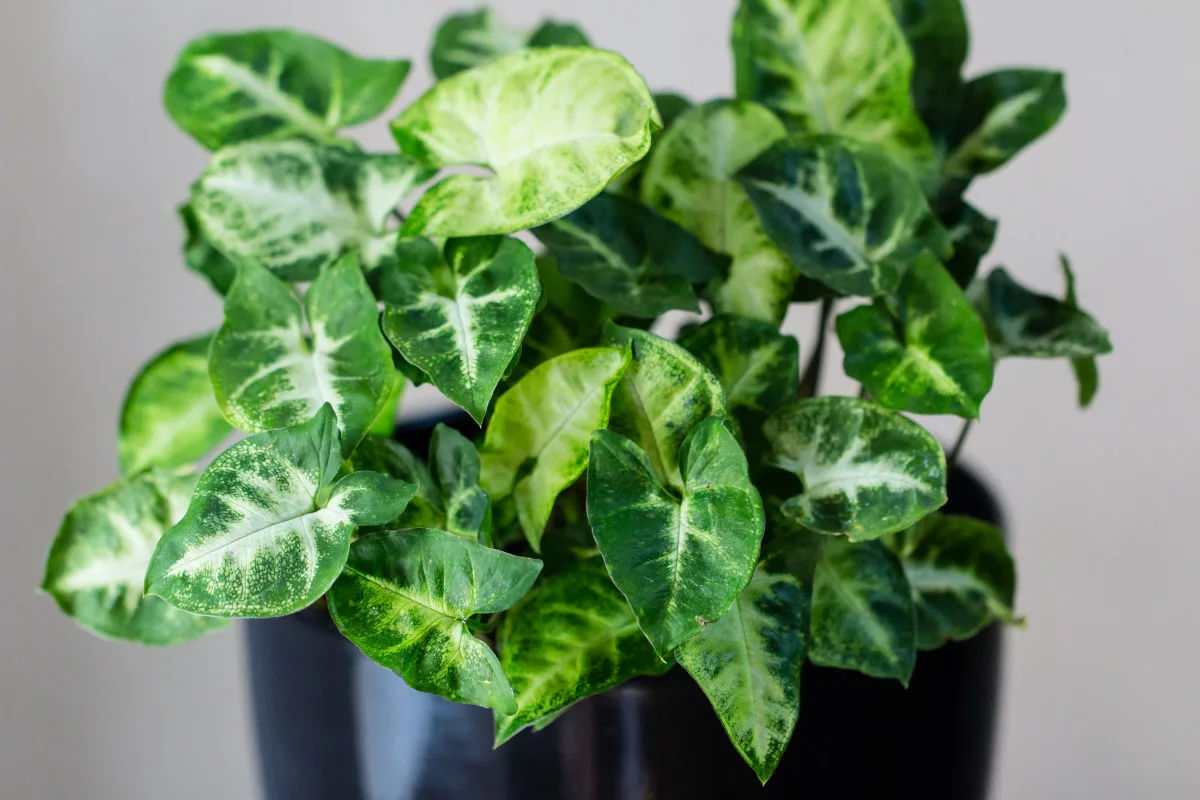 Conheça a planta Arrowhead: a beleza de baixa manutenção que ofusca o pothos