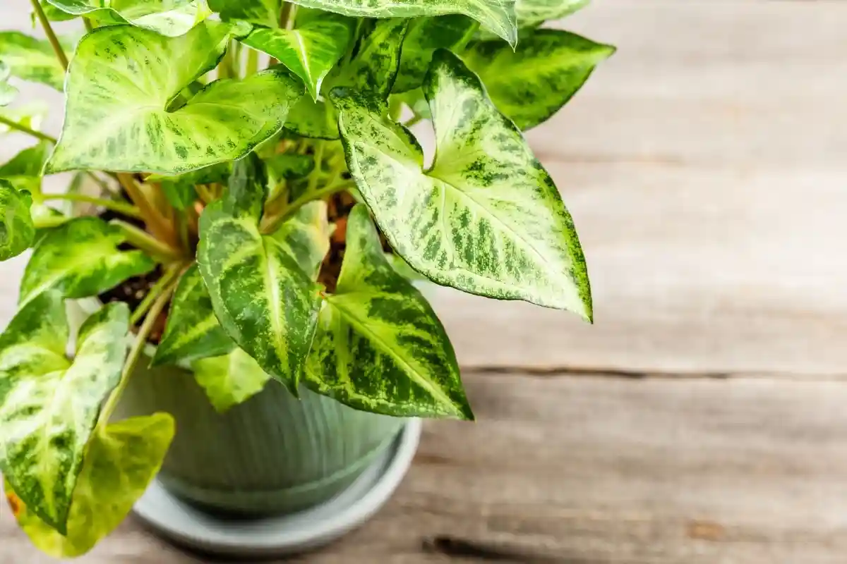 Conheça a planta Arrowhead: a beleza de baixa manutenção que ofusca o pothos