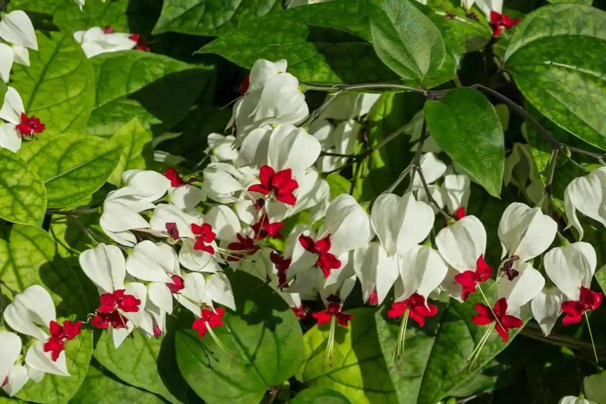 As melhores plantas trepadeiras para a sua pérgula: crie um refúgio sombreado no jardim