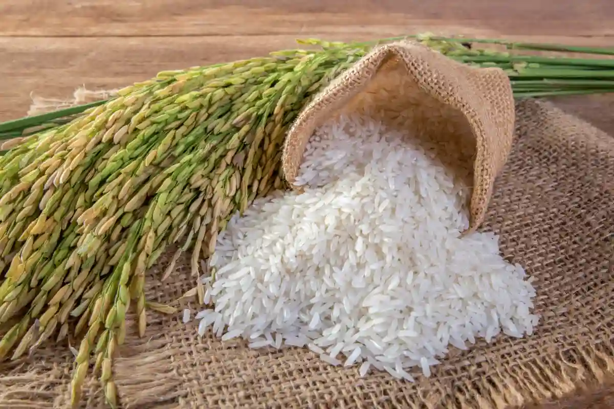 Os Grandes Benefícios de Comer Arroz: Um Superalimento para a Tua Saúde