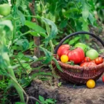 Segredos do plantio de vegetais pelo calendário lunar: cultive uma horta próspera
