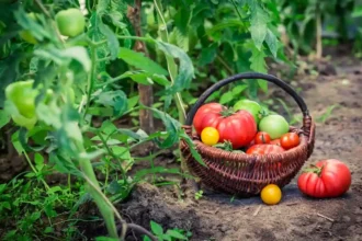 Segredos do plantio de vegetais pelo calendário lunar: cultive uma horta próspera