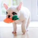 O Que Significa Quando o Seu Cão Lhe Traz o Brinquedo Favorito, Segundo Especialistas