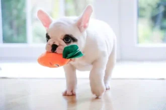 O Que Significa Quando o Seu Cão Lhe Traz o Brinquedo Favorito, Segundo Especialistas