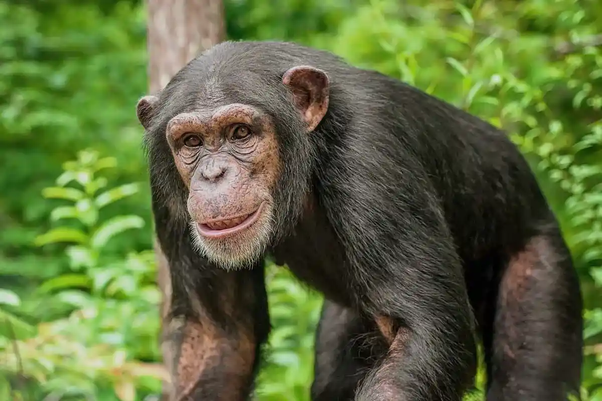 Chimpanzés Bebem Diariamente: Cientistas Descobrem Consumo Surpreendente de Álcool na Natureza