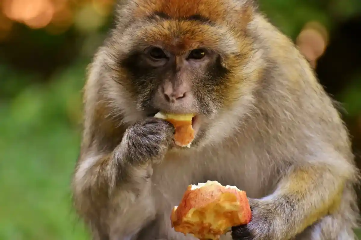 Chimpanzés Bebem Diariamente: Cientistas Descobrem Consumo Surpreendente de Álcool na Natureza