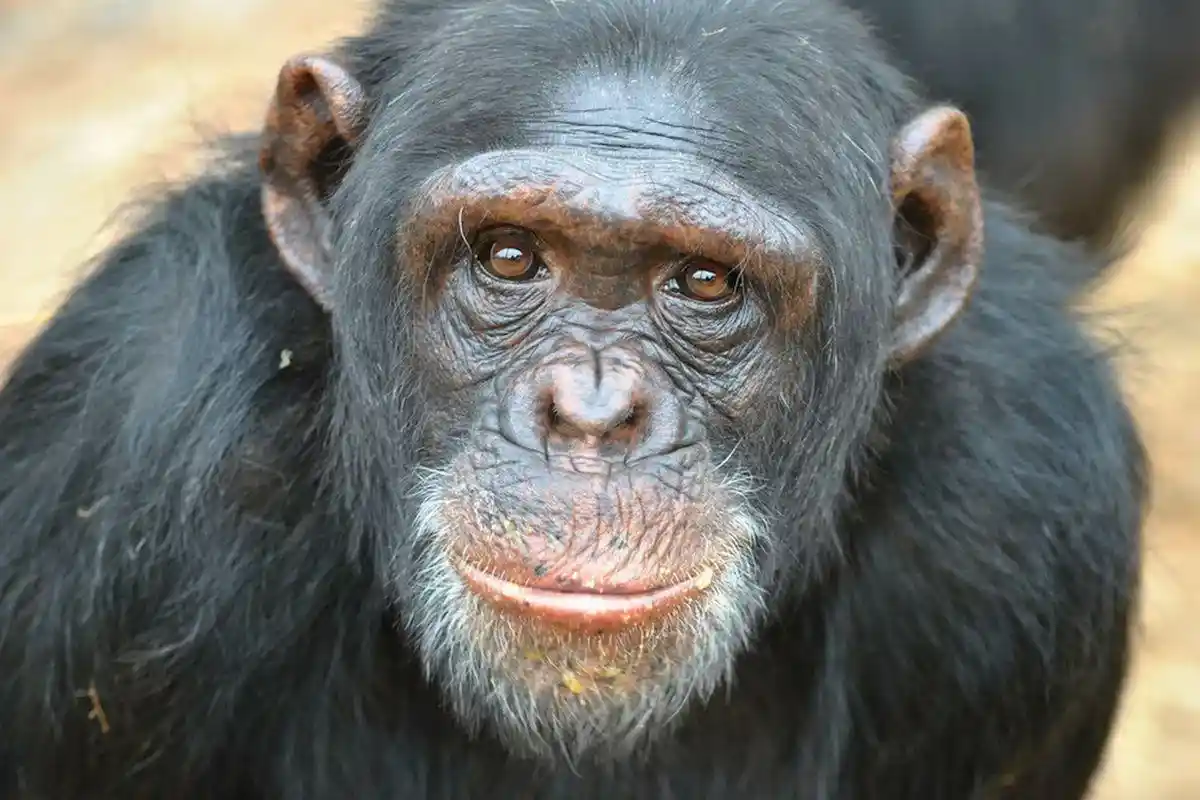 Chimpanzés Bebem Diariamente: Cientistas Descobrem Consumo Surpreendente de Álcool na Natureza