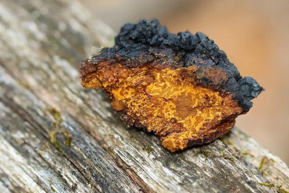 Cogumelos medicinais: tudo o que precisa saber sobre seus benefícios e os 4 melhores para sua saúde