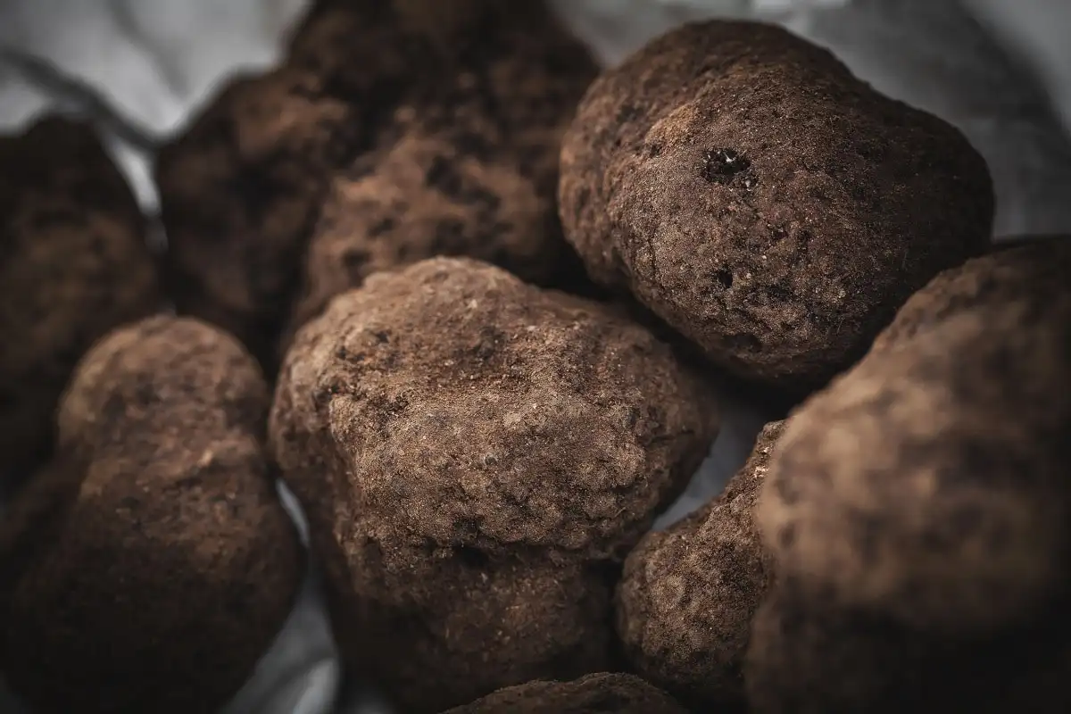 Cogumelos medicinais: tudo o que precisa saber sobre seus benefícios e os 4 melhores para sua saúde