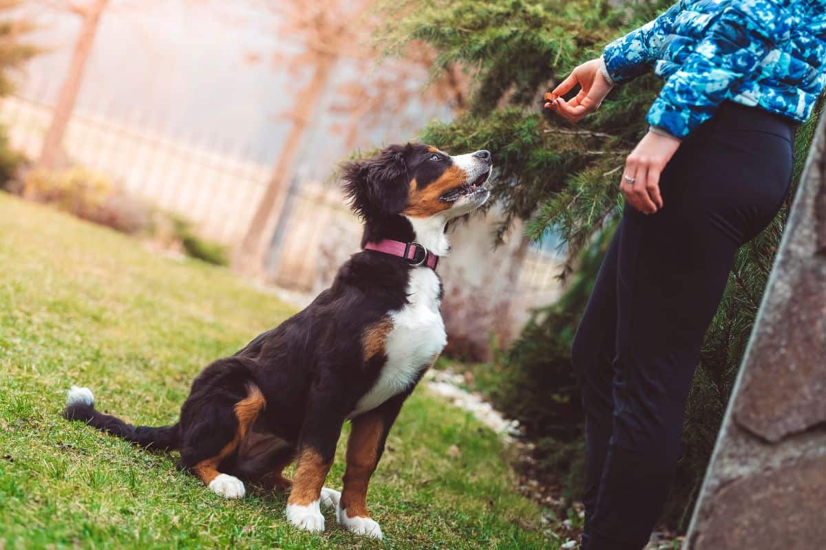 Como Ensinar o Cachorro a Atender ao Comando “Vem!”