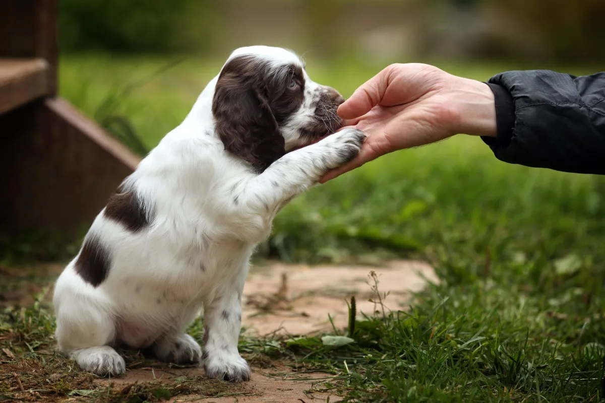 Como Ensinar o Cachorro a Atender ao Comando “Vem!”