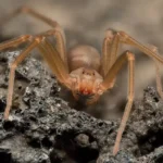 Como Combater a Aranha Violinista no Jardim de Outono com um Truque Caseiro de Alho