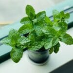 Como Cultivar Hortelã no Parapeito Sem Químicos