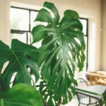 Como Fazer Sua Monstera Crescer Gigante Sem Químicos