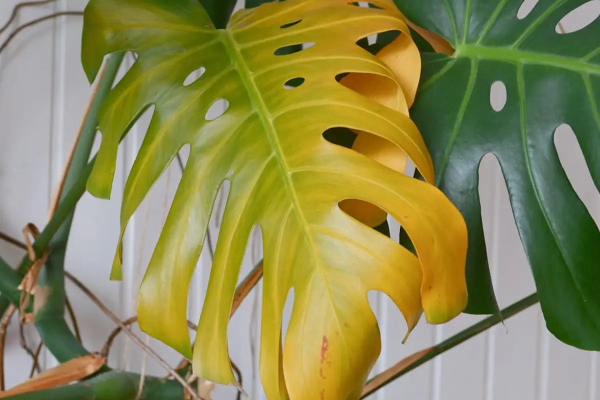 Como Fazer Sua Monstera Crescer Gigante Sem Químicos