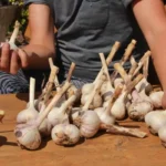 Como Plantar Alho: O Segredo para uma Colheita Farta e Saborosa