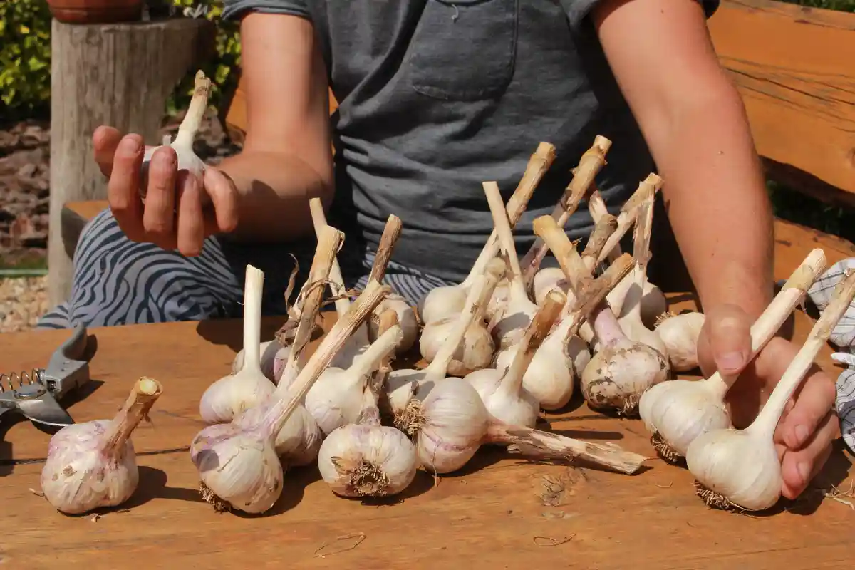 Como Plantar Alho: O Segredo para uma Colheita Farta e Saborosa