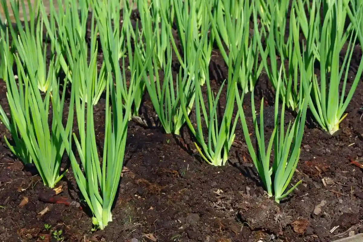 Como se Livrar da Toupeira-Grilo: Dicas Práticas para Proteger o Seu Jardim!