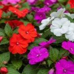 Como Semear Flores no Outono para um Jardim Vibrante no Verão