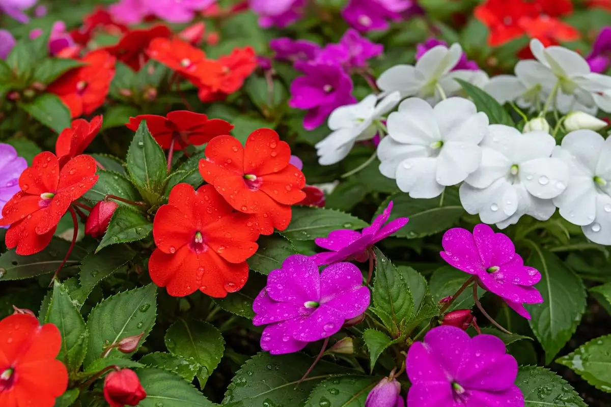 Como Semear Flores no Outono para um Jardim Vibrante no Verão