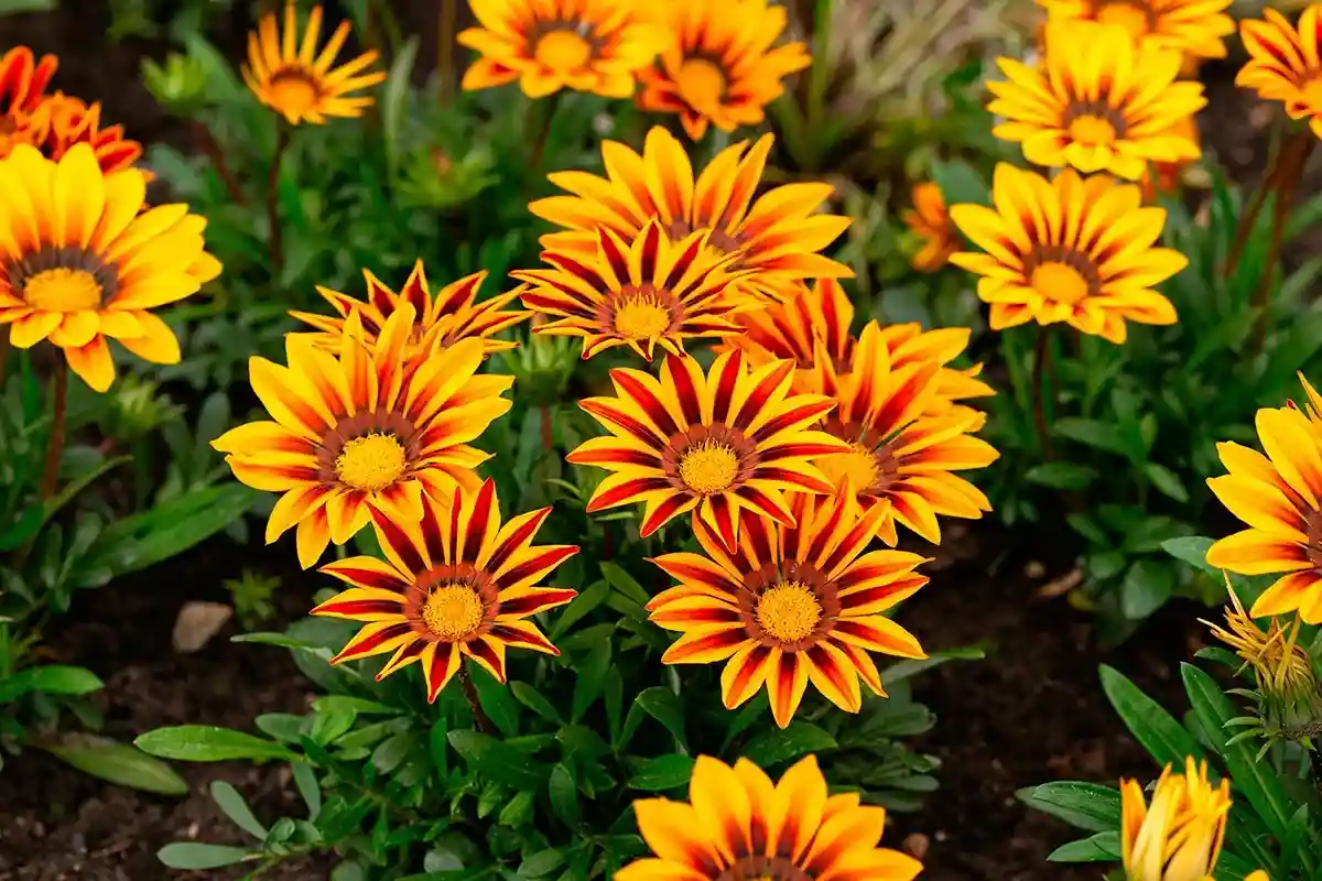 Como Semear Flores no Outono para um Jardim Vibrante no Verão