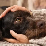 Por que o seu cão olha fixamente nos seus olhos: especialistas revelam a verdade comovente