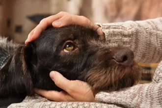 Por que o seu cão olha fixamente nos seus olhos: especialistas revelam a verdade comovente