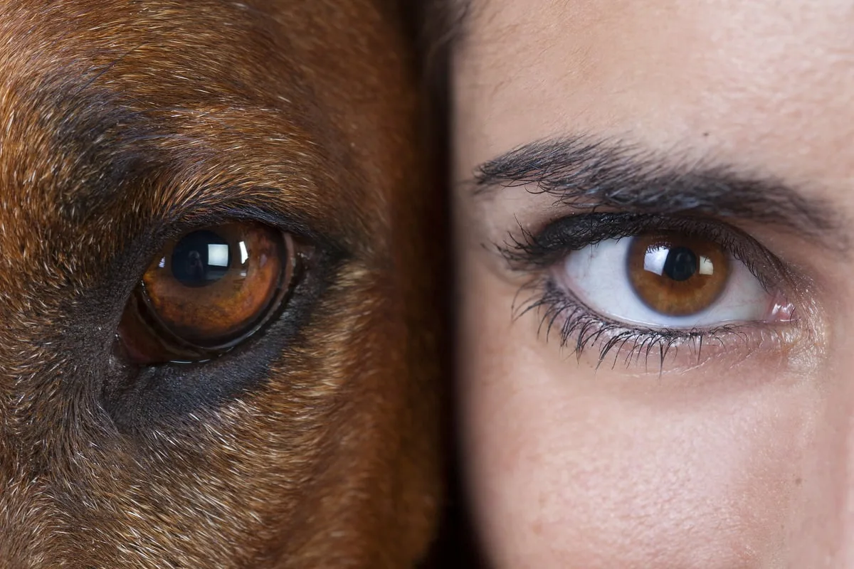 Por que o seu cão olha fixamente nos seus olhos: especialistas revelam a verdade comovente