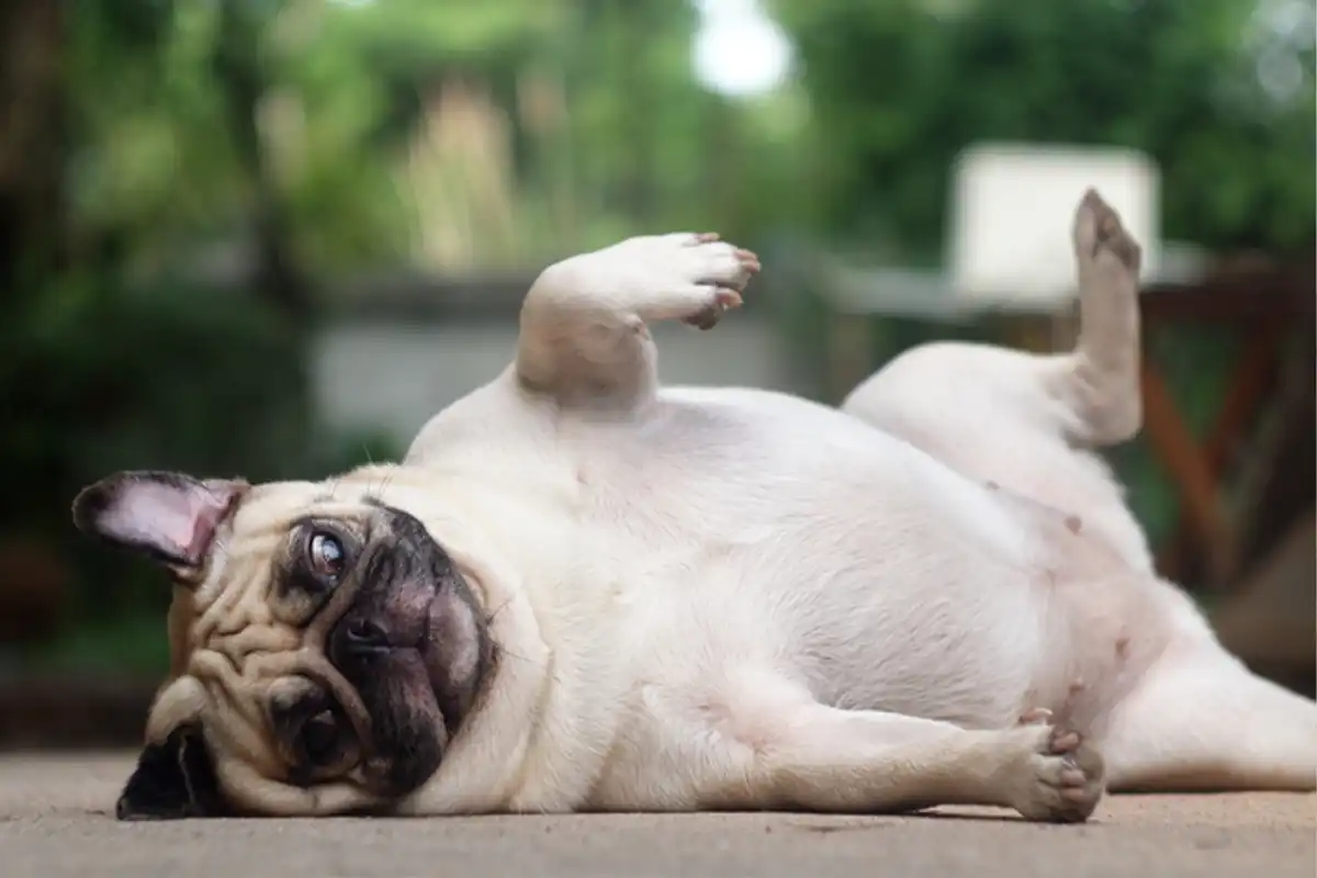 O Gesto do Teu Cão que Mostra se Ele Confia Mesmo em Ti