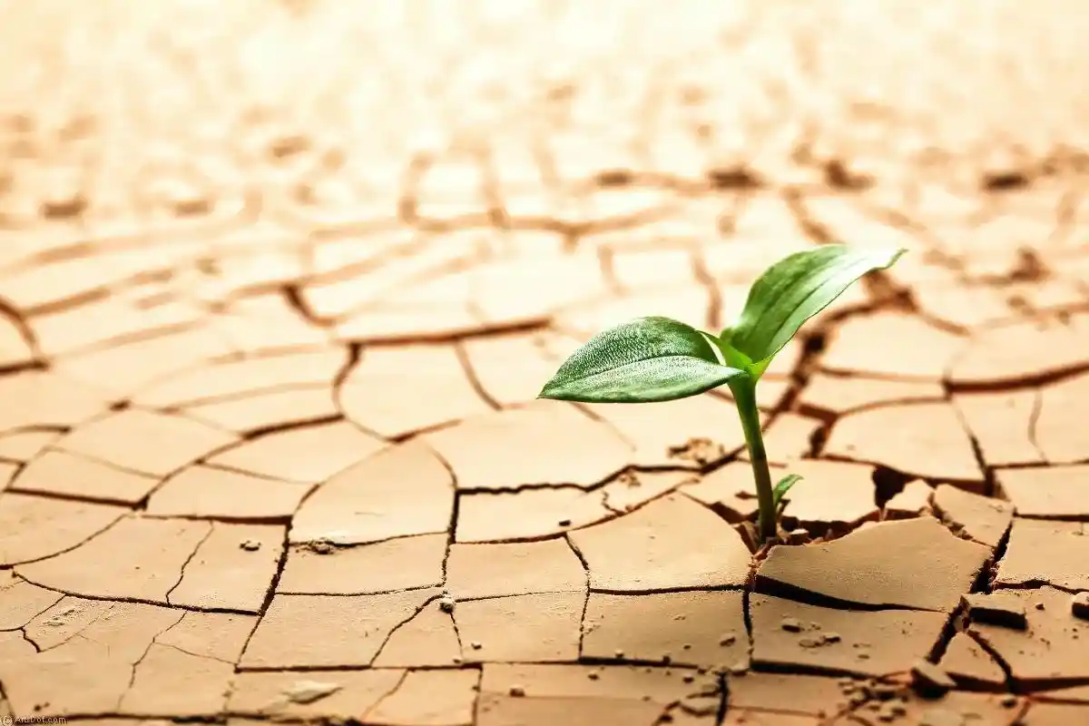 Alerta de crise climática: como o aquecimento ameaça a segurança alimentar global