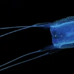 A Criatura Marinha Mais Mortal do Mundo: A Cubomedusa com 24 Olhos