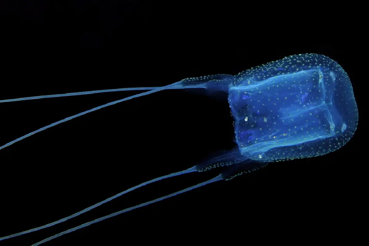 A Criatura Marinha Mais Mortal do Mundo: A Cubomedusa com 24 Olhos